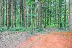 suelo arcilloso rojo con camino verde plantas arboles bosque alemania. foto