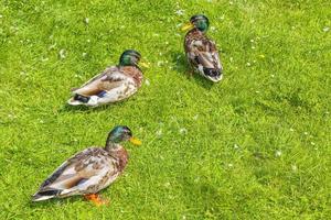 Male female mallard ducks on green grass natural background Germany. photo