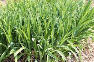 green grass close-up photo