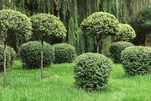 shorn bushes in the park photo