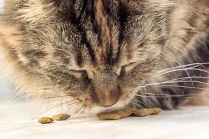 Cat eating closeup photo