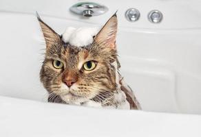 gato mojado en el baño foto