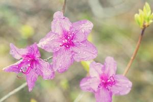 Rhododendron flower on light background photo