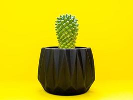 Black geometric planter with cactus. Painted concrete planter for home decoration photo