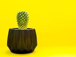 Black geometric planter with cactus. Painted concrete planter for home decoration photo