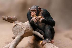 sentado, el chimpancé de África occidental se relaja foto