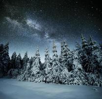 Majestic view of forest with fir trees and cosmos with many stars