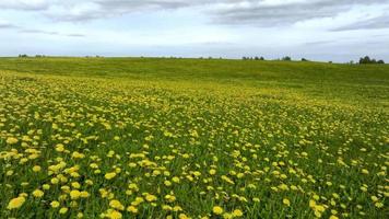 Aerial view of the yellow flowers field under blue cloudy sky. Green field with yellow dandelions. Panoramic view to grass and flowers on the hill on sunny spring day video