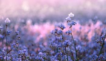 Select focus Flower blossom on field,Beautiful growing and flowers on meadow blooming in the morning.Soft pastel on nature bokeh background,vintage style photo