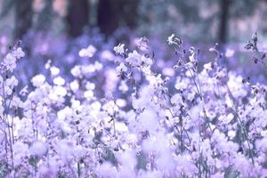 Blurred, flower blossom on field. Beautiful growing and flowers on meadow blooming in the morning,selective focus nature on bokeh background,vintage style photo