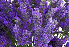 Lavender flowers, nature photography. photo