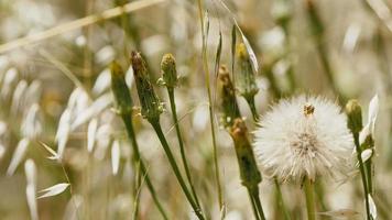 Pflanzenansicht in der Natur im Wind video