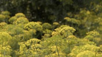 Yellow Dill Flower in the Wind in Nature video