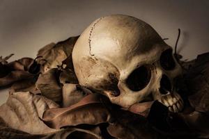 Skull with Dry leaf , still life photo