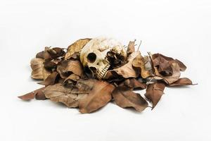 Skull with Dry leaf , still life photo