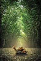 caracol en el suelo. el camino flanqueado por dos lados sin fondo de bosque de bambú. foto