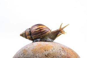 snails on white background photo