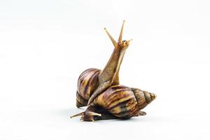 snails on white background photo