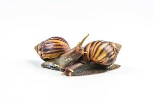 snails on white background photo