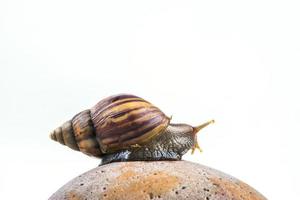 snails on white background photo