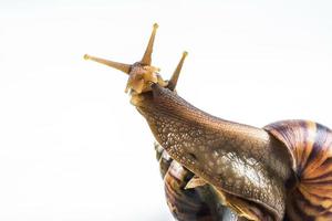 snails on white background photo