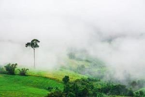 Mountains with trees and fog in thailand photo