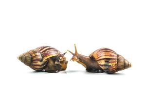 snails on white background photo