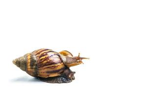 snails on white background photo