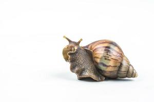 snails on white background photo