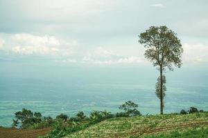 A tree on the hill photo