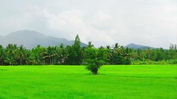 Panning of rice fields have lush green leaves and grow to produce abundant yields video