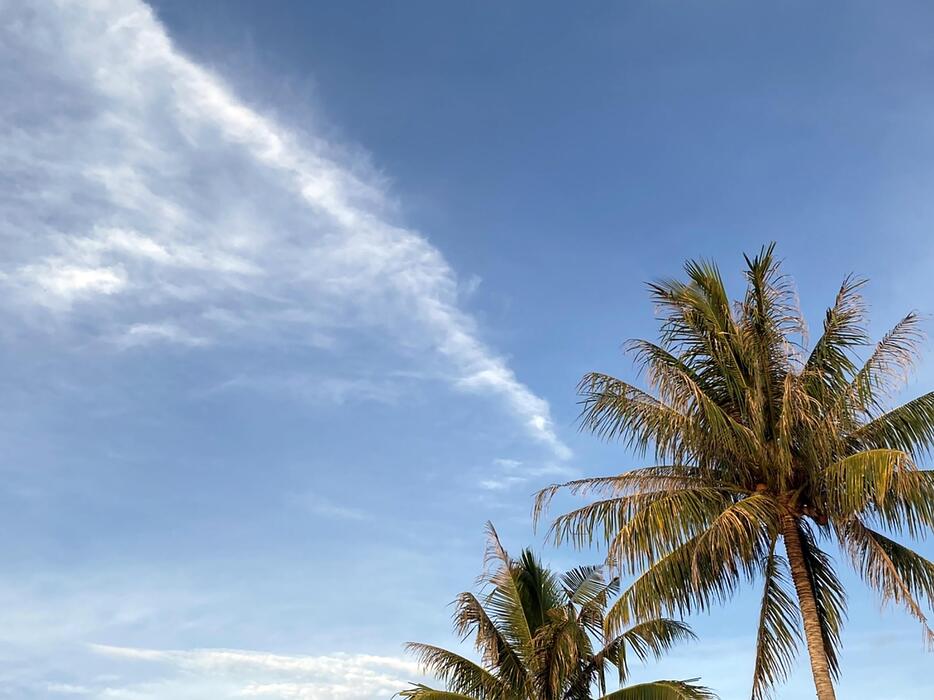 Bahamas Palm Trees Stock Photos, Images and Backgrounds for Free Download