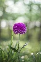 Purple Dahlia with bokeh background in the garden photo