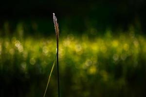 hierba con fondo bokeh foto