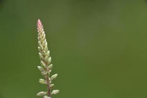 Grass with green backgroung photo