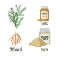 Shatavari set with benefits in flat style isolated on white background. Asparagus racemosus or shatamull. Ayurvedic medicinal plant. Shatavari powder and tablets for healt. Vector illustration
