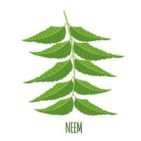 Neem herb branch or nimtree in flat style isolated on white background. Ayurvedic medical plant. Vector illustration.