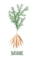 Shatavari icon in flat style isolated on white background. Asparagus racemosus or shatamull. Ayurvedic medicinal plant. Vector illustration