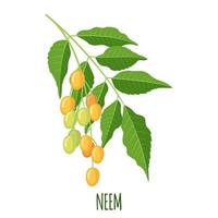 Neem herb or nimtree in flat style isolated on white background. Ayurvedic medical plant. Vector illustration.