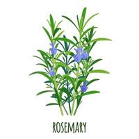 Rosemary sprigs icon in flat style isolated on white background. Ayurvedic medical plant. Herb for health. Vector illustration.