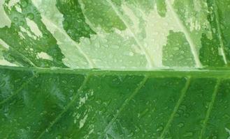 texturas y patrones de alocasia macrorrhizos, gotas de agua en las hojas, fondo natural. foto