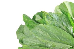 Green leaves of vegetables and white background. photo