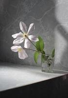 bouquet of clematis flowers in a vase macro photo