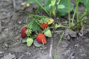 fresas maduras en el campo, fresas silvestres en el prado del jardín, cosecha foto