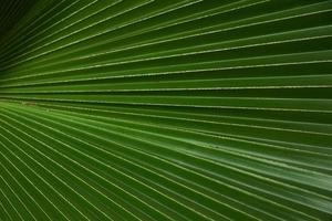 Close-up view pattern of palm leaf photo
