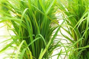 Rice seedlings are placed in the fields to be planted in the farmland. photo