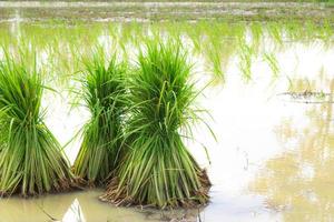 Rice seedlings are placed in the fields to be planted in the farmland. photo