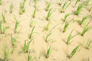 Seedlings in rice fields in rural areas of Thailand photo