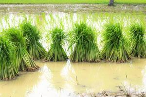 las plántulas de arroz se colocan en los campos para ser plantadas en las tierras de cultivo. foto