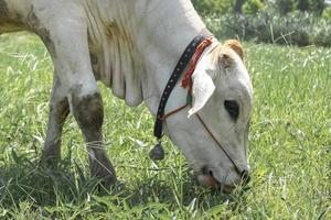 White cows that are slaughtered in the tropical fields Cows are eating grass. photo